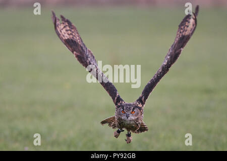 Bubo bubo, Eurasischer Uhu, VOGEL, OISEAU, Grand-duc, EULE, Owl, Wald, bois, Banque D'Images