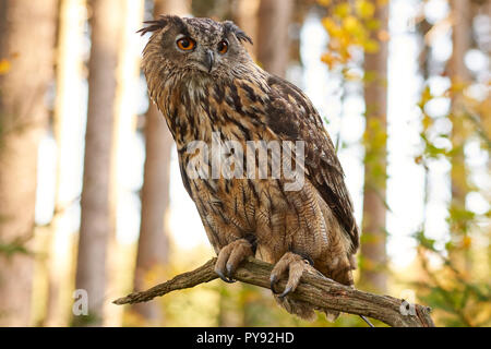 Bubo bubo, Eurasischer Uhu, VOGEL, OISEAU, Grand-duc, EULE, Owl, Wald, bois, Banque D'Images