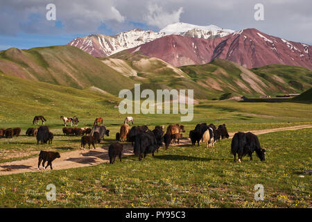 Le Kirghizistan, la province, Alaï vallée, troupeau de yack Banque D'Images