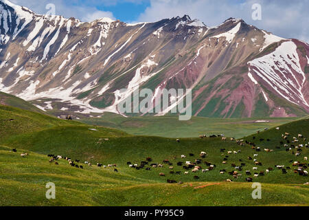 Le Kirghizistan, la province, Alaï vallée, troupeau Banque D'Images