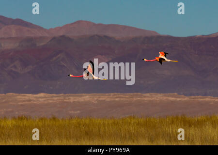 Flamant des Andes dans les lacs peu profonds à Laguna Cejar près de San Pedro de Atacama, Chili Banque D'Images