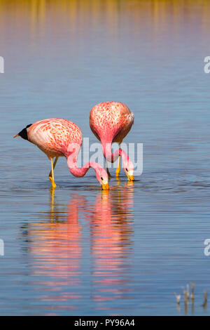 Flamant des Andes dans les lacs peu profonds à Laguna Cejar près de San Pedro de Atacama, Chili Banque D'Images