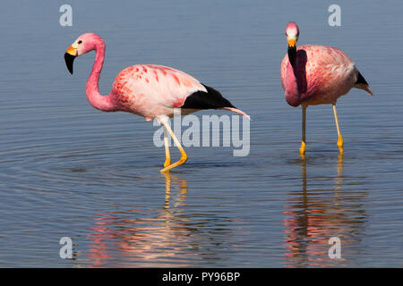 Flamant des Andes dans les lacs peu profonds à Laguna Cejar près de San Pedro de Atacama, Chili Banque D'Images