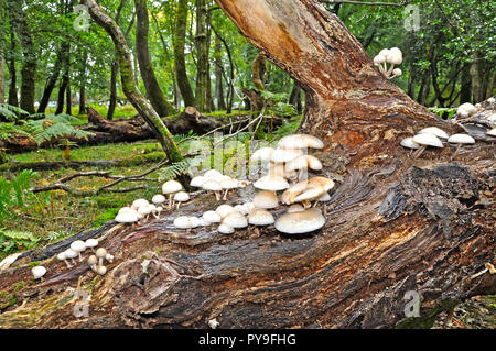 Tasses de champignons (Oudemansiella mucida) Banque D'Images