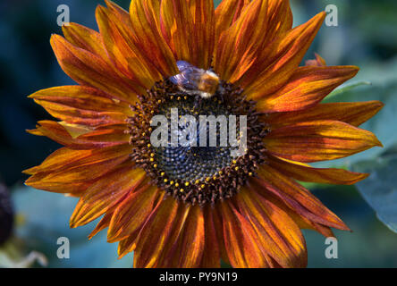 Un nectar d'abeille et le pollen d'un tournesol rouge UK Banque D'Images