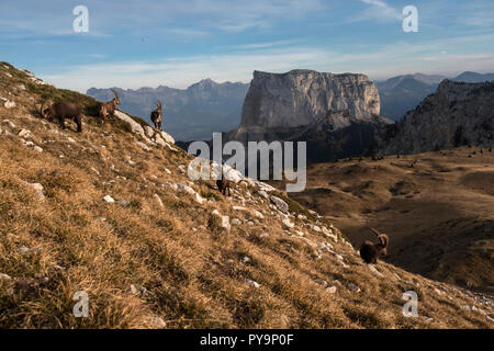 Chichiliane (sud-est de la France) : le Mont Aiguille" de montagne dans le massif du Vercors, considéré comme le berceau de l'alpinisme. Au premier plan, Banque D'Images