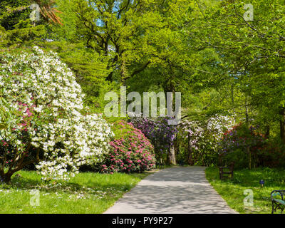 Les azalées et rhododendrons floraison dans le soleil du printemps à Cefn Onn Parc, Cardiff, Pays de Galles, Royaume-Uni Banque D'Images