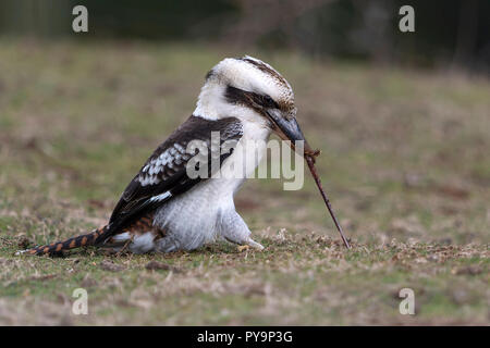 Laughing Kookaburra ver tirant hors du sol au nord ouest de la Tasmanie en Australie Banque D'Images