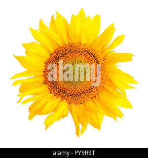 Le tournesol isolé sur un fond blanc. Vue d'en haut Banque D'Images