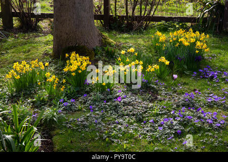 Fleurs de printemps autour d'arbre en jardin anglais,Angleterre,Europe Banque D'Images