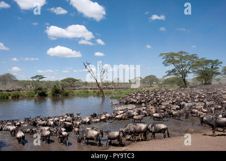 Des zèbres et des gnous at The Serengeti National Park, Tanzania, Africa Banque D'Images