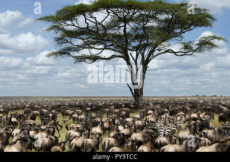 Troupeau de gnous la migration dans le Serengeti National Park, Tanzania, Africa Banque D'Images