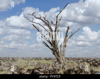 Troupeau de gnous et zèbres in Serengeti National Park, Tanzania, Africa Banque D'Images