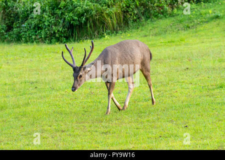 Wild Brown Deer Meadow en marche sur Khao Yai National Park Public en Thaïlande Banque D'Images