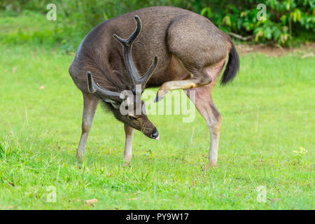 Wild Brown Deer Meadow en marche sur Khao Yai National Park Public en Thaïlande Banque D'Images