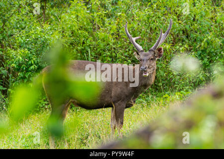 Wild Brown Deer Meadow en marche sur Khao Yai National Park Public en Thaïlande Banque D'Images