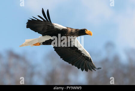 L'aigle de mer de Steller adultes en vol. Nom scientifique : Haliaeetus pelagicus. Fond de Ciel bleu. Banque D'Images