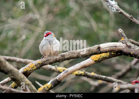 Les sourcils rouges finch est perché sur un buisson Banque D'Images