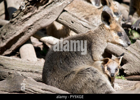 Les Wallabies a un bébé dans son étui Banque D'Images