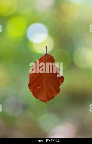 La couleur brun suspendu par une toile d'araignée en automne, isolé, Close up Banque D'Images