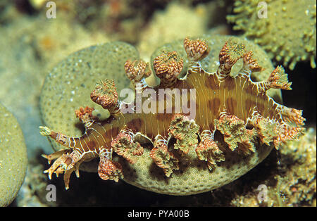 Soft-coral slug (Mariona sp.) famille (Tritoniidae), Sabang Beach, Mindoro, Philippines Banque D'Images