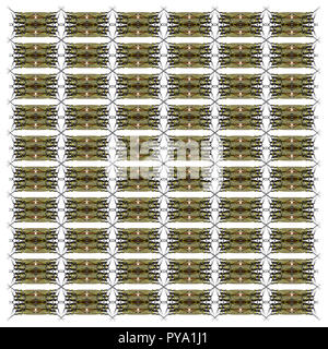 Aurcarches milliaris, sauterelle, in front of white background Banque D'Images