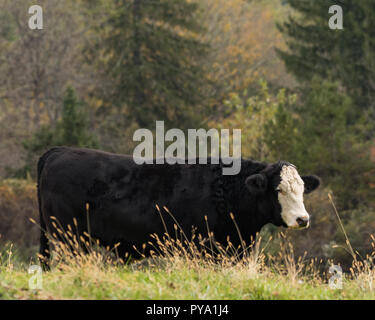 Vache noire avec la face blanche sur la Nouvelle Angleterre rurale pâturage avec la couleur de l'automne en arrière-plan woods Banque D'Images