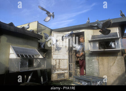 Un faneur de pigeon exerce ses oiseaux depuis son loft de pigeon de course à Tipton, West Midlands, Royaume-Uni Banque D'Images