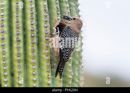 Une femme Gila Woodpecker (Melanerpes uropygialis) perchoirs à son nid dans un Saguaro (Carnegiea gigantea) avec de la nourriture pour les jeunes. Arizona Banque D'Images