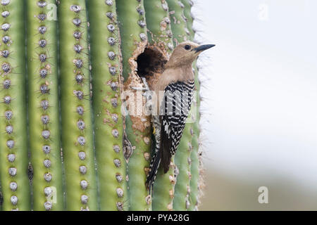 Une femme Gila Woodpecker (Melanerpes uropygialis) perchoirs à son nid dans un Saguaro (Carnegiea gigantea) après ingestion de ses jeunes. Arizona Banque D'Images