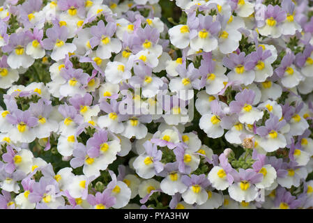 Nemesia 'Easter Bonnet' lilas, fleurs blanches et jaunes avec un parfum très fort de vanille, juin Banque D'Images