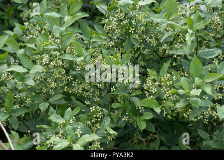 La floraison de l'arbre de fusée européenne, Euonymus europaeus, plante à fleurs, Berkshire, juin Banque D'Images