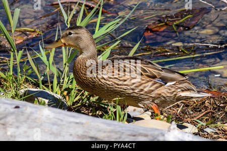 canard Banque D'Images