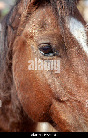 Détails des yeux de cheval Banque D'Images