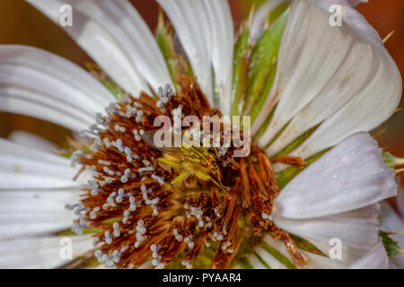 La bouse jaune fly on flower Banque D'Images