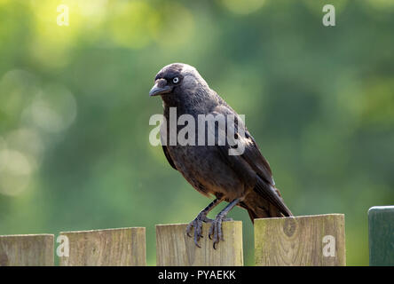 Western Jackdaw adultes de crow family sitting on wooden fence close up Banque D'Images