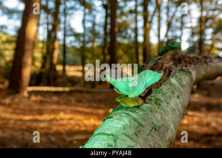 Photographie couleur de scène forestiers avec les pleurotes poussent sur bouleau tombé illuminés par la lumière verte. Banque D'Images