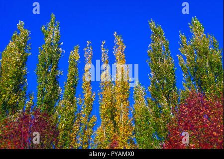 Peuplier arbres contre le ciel bleu par un jour de vent. Résumé fond naturel. Les arbres d'automne, des feuilles d'automne coloré. Banque D'Images