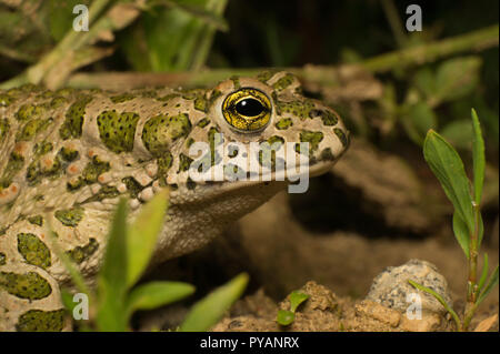 European Crapaud vert (Bufo viridis) assis dans l'herbe au cours d'une nuit d'été chaude. Banque D'Images