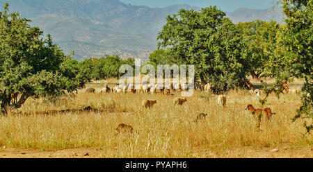 Le MAROC SOUS VALLEY ARGANIER Argania Spinosa CHÈVRES ET MOUTONS SOUS LES ARBRES, se nourrissant d'herbes d'été Banque D'Images