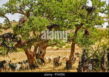 Le MAROC SOUS VALLEY ARGANIER Argania Spinosa CHÈVRES SUR LES BRANCHES qui se nourrissent de feuilles ET D'UN TROUPEAU DE MOUTONS CI-DESSOUS Banque D'Images