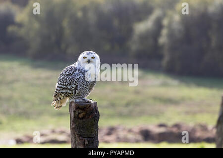 Snowy Owl femelle (Bubo scandiacus) perching on post at staring Banque D'Images