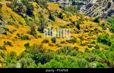 Le MAROC SOUS LES HERBES ET FLEURS DE LA VALLÉE SUR UNE COLLINE AU PRINTEMPS Banque D'Images