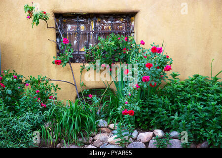 De plus en plus roses devant une barrière de ciment fenêtre dans Santa Fe New Mexico off de Canyon Road. Banque D'Images