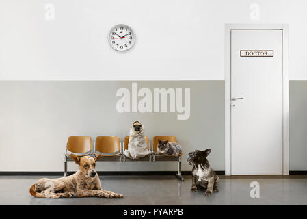 Salle d'attente vétérinaire avec des chaises, de l'horloge, fermer la porte et le groupe d'animaux assis Banque D'Images