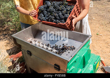 L'homme est de vider les raisins dans une machine concasseur de raisin Banque D'Images