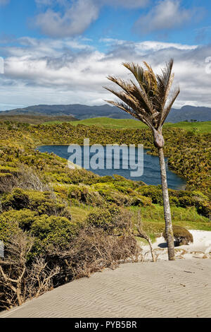Nikau Palm sur une dune de sable à Kaihoka les lacs, Golden Bay, Nouvelle-Zélande Banque D'Images