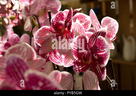 La lumière à travers les fleurs roses Banque D'Images