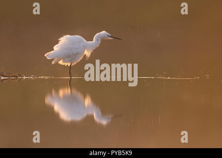 Aigrette garzette (Egretta garzetta) dans l'eau. Photographié dans la réserve naturelle d'Ein Afek, Israël en Septembre Banque D'Images