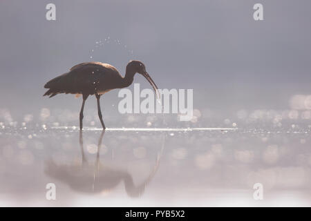 L'Ibis falcinelle (Plegadis falcinellus) en quête de nourriture dans les eaux peu profondes. Ces oiseaux se nourrissent principalement d'invertébrés aquatiques/les insectes sna telles que l'eau douce Banque D'Images